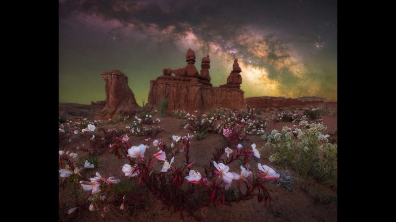 Desert Bloom Marcin Zajac