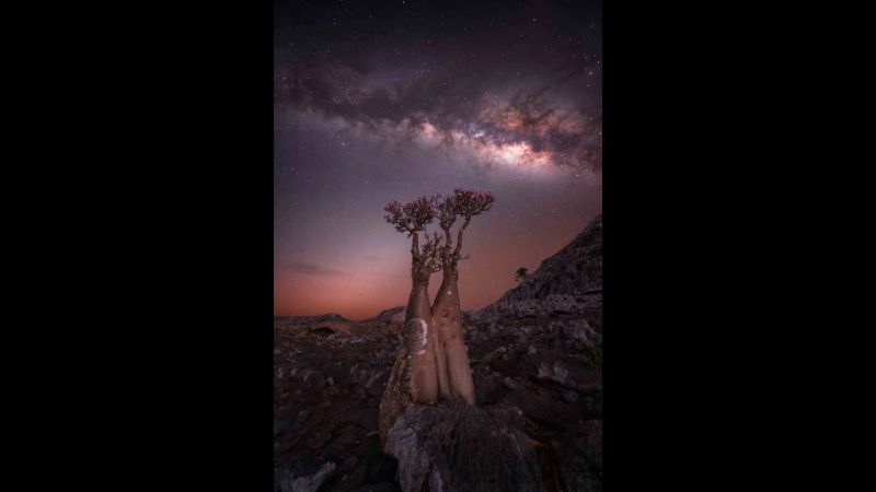 Blooming Bottle Tree Tripswithrosie Rositsa Dimitrova