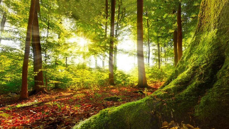 اراضی ملی و مستثنیات