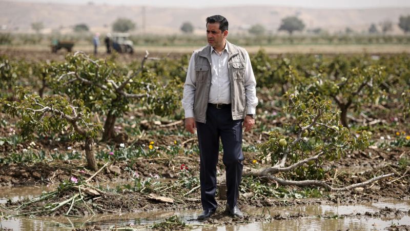 کارشناس رسمی کشاورزی در حال برآورد خسارت وارده