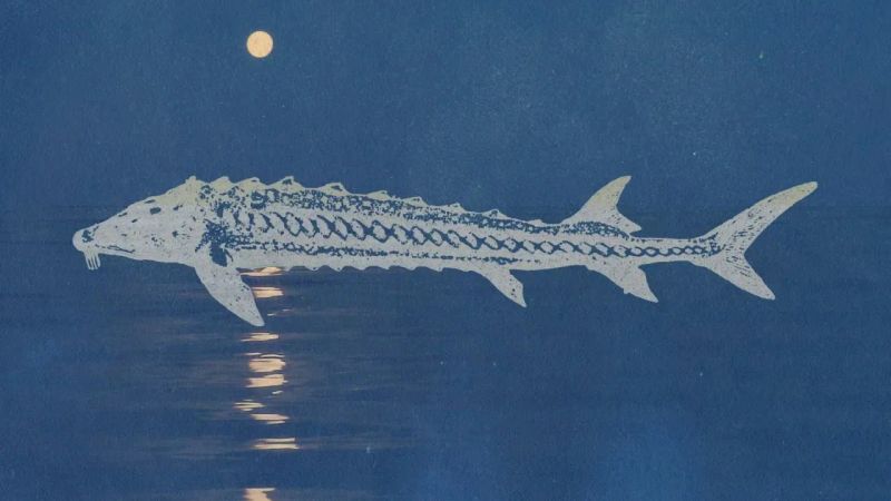 ماه ماهی خاویاری